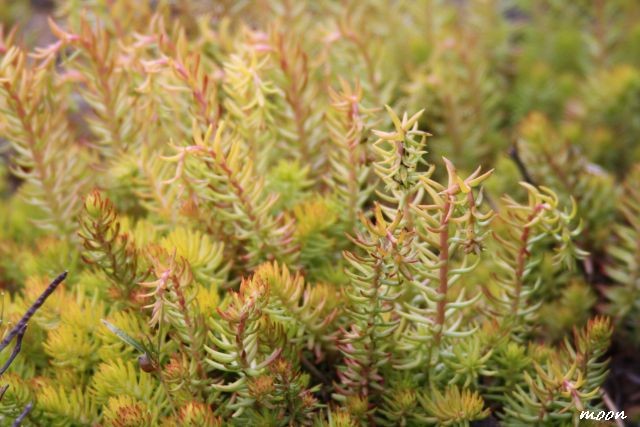 sedum